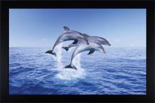Dolphins