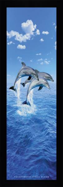 3 Dolphins