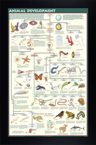 Animal Development