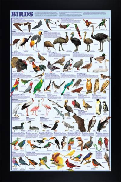 Birds
