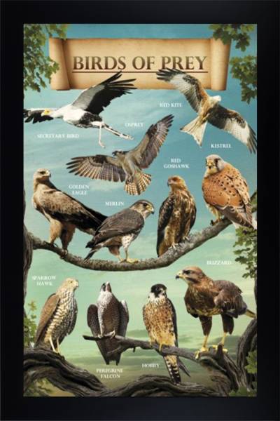 Birds of Prey