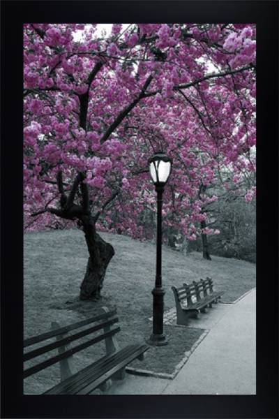 Central Park Blossoms