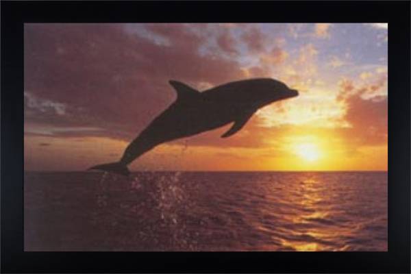 Dolphin