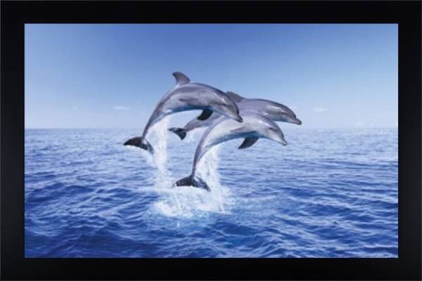 Dolphins
