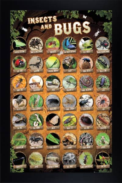 Insects and Bugs