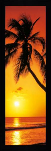 Palm Tree Sunrise