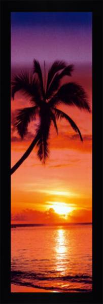 Palm Tree Sunset