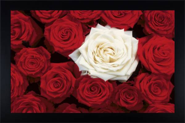 Roses