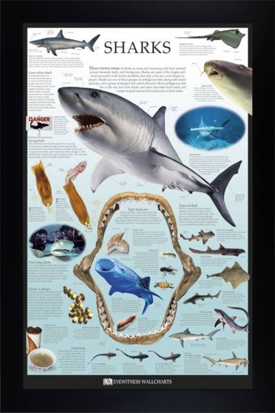 Sharks
