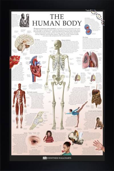 The Human Body