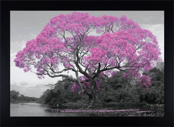 Tree Blossom