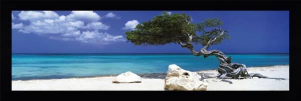 Tree on a Beach