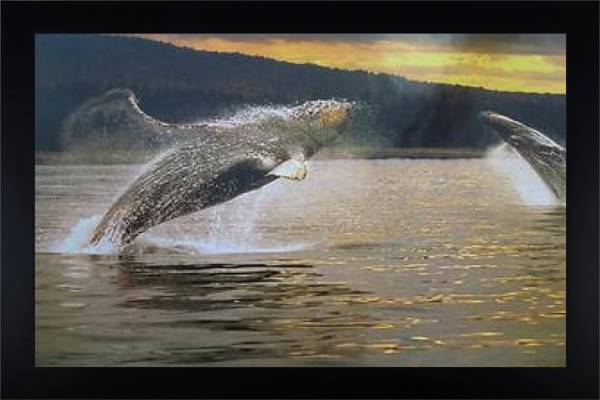 Whales